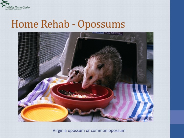 An opossum family Janice helped to survive!