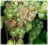 Noble Rot! Not pretty but does make delicious wine. 